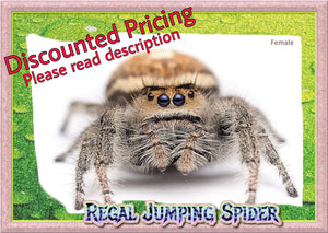 In the Mood for a Spood? Meet the up-and-coming pet: the Regal Jumping  Spider, Community