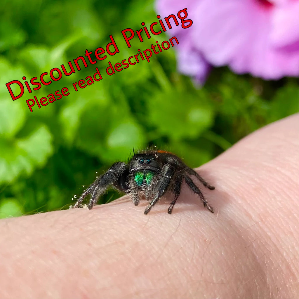(Special Pricing) One Female Phidippus Johnsoni Jumping Spider