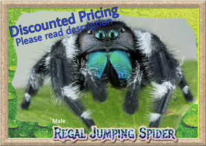 (Special Pricing) One Male Regal Jumping Spider
