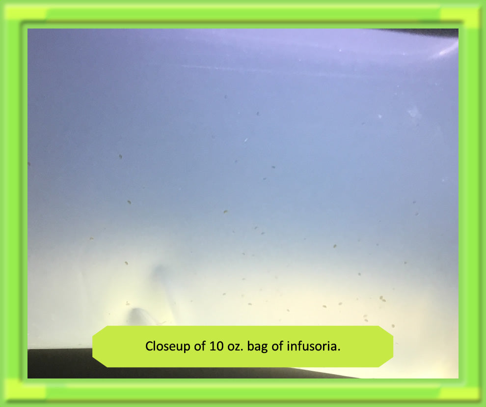 Infusoria INFUSORIA .. Fresh Large 10 oz Active Culture .. Live food for tiny fr ...