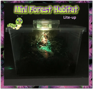 Lite-Up Mini-Forest Habitat with: Aged Bark-Forest - Floor Moss - Coconut Fiber